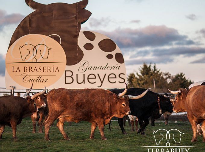 Experiencia Bueyturismo Esencial